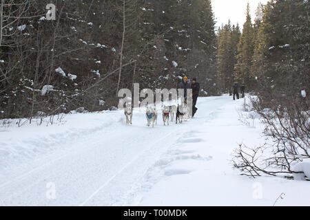 Chiens de traîneau à Kananaskis dans les Rocheuses canadiennes en Alberta, Canada Banque D'Images