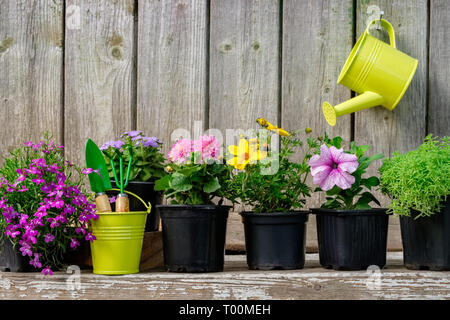 Les semis de plantes de jardin et de belles fleurs en pots pour plantation sur un lit de fleur. Arrosoir suspendue sur l'ancien mur en bois d'abri de jardin. C Banque D'Images