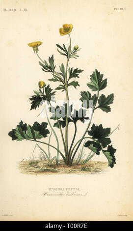 Ice ou navet bulboses buttercup, Ranunculus bulbosus, Renoncule bulbeuse. Coloriée à la gravure sur acier par Alphonse-Leon Noel après une illustration botanique par Charles Louis Constans de Pierre Oscar reveil, A. Dupuis, Fr. Gérard et François Herincq's La REGNE VEGETAL : Flore medicale, L. Guérin, Paris, 1864-1871. Banque D'Images