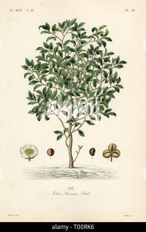 L'arbre de thé ou théier, Camellia sinensis, Thea sinensis, la. Gravure coloriée par Debray après une illustration botanique par Edouard Maubert de Pierre Oscar reveil, A. Dupuis, Fr. Gérard et François Herincq's La REGNE VEGETAL : Flore medicale, L. Guérin, Paris, 1864-1871. Banque D'Images