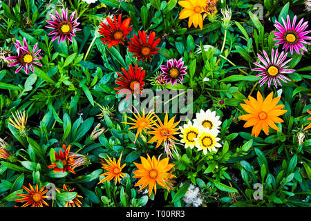 Gazania rigens fleurs dans des couleurs différentes. Banque D'Images