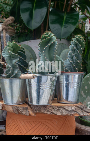 Cactus dans décoratif gros plan de godet Banque D'Images