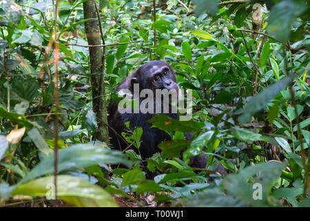 (Pan troglodytes chimpanzé commun) dans la forêt de Kibale National Park, au sud-ouest de l'Ouganda, l'Afrique de l'Est Banque D'Images