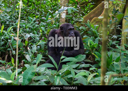 (Pan troglodytes chimpanzé commun) dans la forêt de Kibale National Park, au sud-ouest de l'Ouganda, l'Afrique de l'Est Banque D'Images