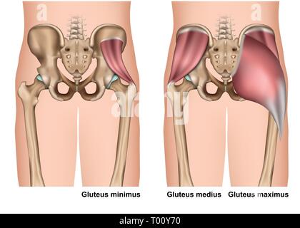 Anatomie du muscle grand fessier médicale 3d vector illustration sur fond blanc Illustration de Vecteur