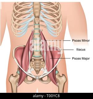 Muscle grand psoas anatomy 3d medical vector illustration sur fond blanc Illustration de Vecteur