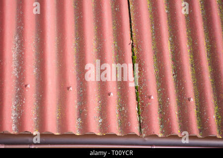 Toit herbeux. ardoises de couleurs rouges. contexte du toit couvert de mousse. Banque D'Images