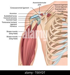 Anatomie de l'épaule 3d medical illustration vectorielle avec les muscles des bras Illustration de Vecteur