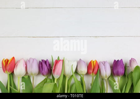 Tulipes colorées en arrière-plan blanc Banque D'Images