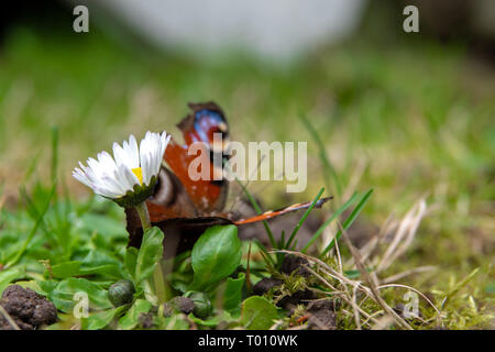 Papillon paon assis sur une fleur Banque D'Images