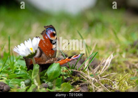 Papillon paon assis sur une fleur Banque D'Images