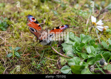 Papillon paon assis sur une fleur Banque D'Images