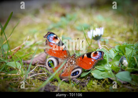 Papillon paon assis sur une fleur Banque D'Images