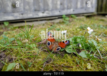 Papillon paon assis sur une fleur Banque D'Images