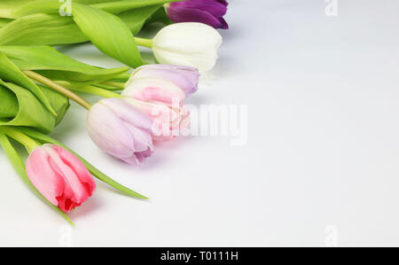 Tulipes colorées en arrière-plan blanc Banque D'Images