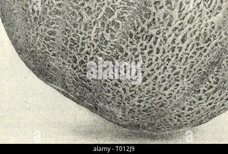 Dreer des maraîchers de la liste des prix de gros : fiable des semences de légumes, graines de fleurs, jardin, outils, engrais, insecticides, etc . dreersmarketgard1923henr Année : 1923 DREERS MARAÎCHERS' LISTE DES PRIX DE GROS melons brodés 13 EARL.Y CHEVALIER, ou d'air doux. (Voir coupe.) parfois appelé 'Maryland' être- cause de son avoir est née dans cet État. Plus tôt que Rocky Ford et plus de forme ovale, -avec un filet plus épais et d'une taille plus grande. Les vignes produisent un certain nombre de fruits qui se trouvent à proximité du centre de la colline ; peau d'un vert profond, tourner à golden à maturité ; chair bright Banque D'Images