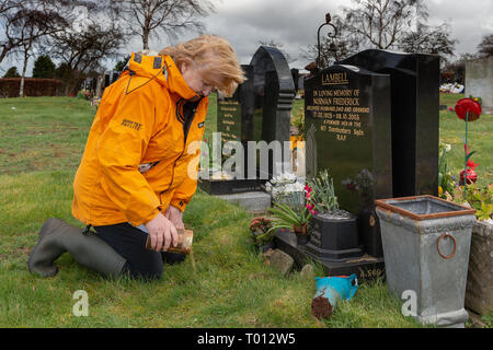 Les plantes matures dame les cendres d'un être cher animal de compagnie dans un trou creusé dans la tombe du propriétaire de l'animal par un jour de vent - Fox Covert, Red Lane, Appleton, Warrin Banque D'Images