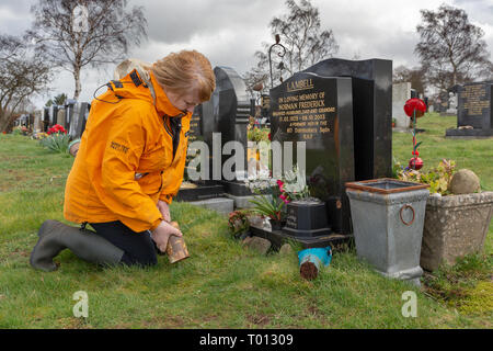 Les plantes matures dame les cendres d'un être cher animal de compagnie dans un trou creusé dans la tombe du propriétaire de l'animal par un jour de vent - Fox Covert, Red Lane, Appleton, Warrin Banque D'Images