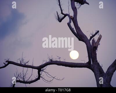 Pleine lune en arrière-plan clair encadrée par un arbre mort Banque D'Images