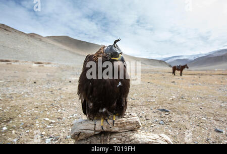 Golden Eagle de l'Altaï à l'extérieur de la maison du Kazakh eagle hunter Banque D'Images