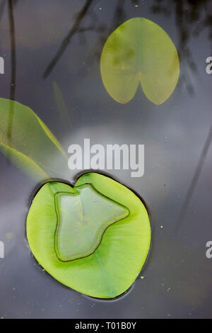 Un livre vert de nénuphar flottant à la surface de l'eau d'un étang marécageux naturelle en plein air et sous les feuilles de nénuphar avec sky réflexions sur la surface de l'eau Banque D'Images