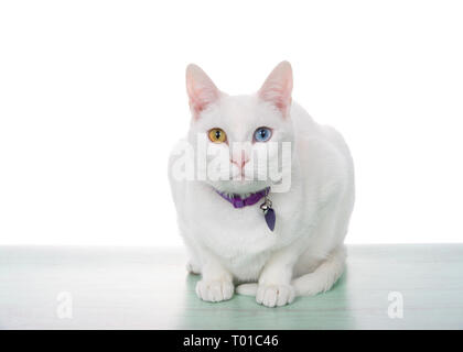 Portrait d'un chat blanc aux yeux impairs, heterochromia, accroupi sur une surface verte à la lumière directement au spectateur, isolé sur blanc. ID Port col Banque D'Images