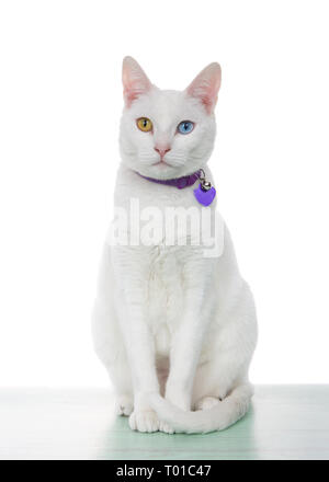 Portrait d'un chat blanc aux yeux impairs, heterochromia, assis sur un vert clair à la surface directement au spectateur, isolé sur blanc. ID Port colla Banque D'Images