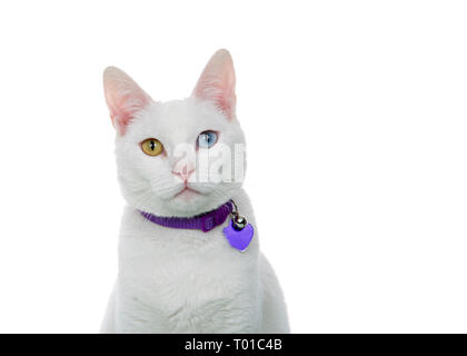 Portrait d'un chat blanc aux yeux impairs, heterochromia, regarder directement viewer. Isolé sur fond blanc. Le Port ID collier. Banque D'Images