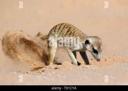 Un meerkat (Suricata suricatta) activement à la recherche de nourriture, l'habitat naturel du désert du Kalahari, Afrique du Sud Banque D'Images