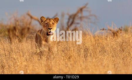 Seul lionne africaine partiellement camouflé et se tenait dans l'herbe jaune doré à l'avant Banque D'Images