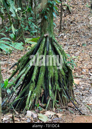 Palm marche ou cashapona Socratea exorrhiza en croissant clould forest Costa Rica Banque D'Images