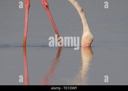 Plus de flamants roses (Phoenicopterus roseus) s'alimenter à Thol Bird Sanctuary, Gujarat, Inde Banque D'Images