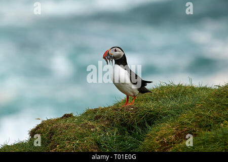 Macareux moine (Fratercula arctica) avec des adultes reproducteurs Le lançon Banque D'Images