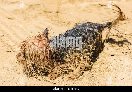Chien Yorkshire Terrier amusant à jouer dans le sable plage tachée Banque D'Images