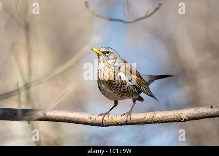 F Turdus sur une branche dans le parc Banque D'Images