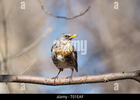 F Turdus sur une branche dans le parc Banque D'Images