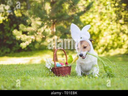 Mignon chien timide avec les oreilles de lapin de pâques holding fresh carotte dans la bouche Banque D'Images