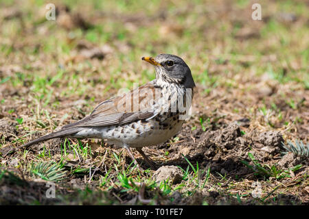 F Turdus sur une branche dans le parc Banque D'Images