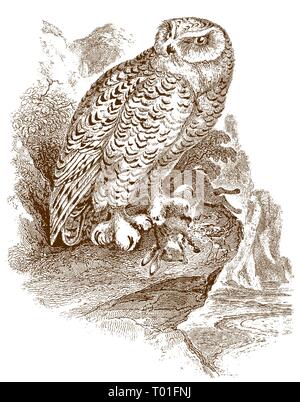 Le harfang des neiges (Bubo scandiacus) assis sur un rocher et tenant un lapin mort capturé ou bunny dans sa griffe. Après une illustration gravure sur acier historique Illustration de Vecteur