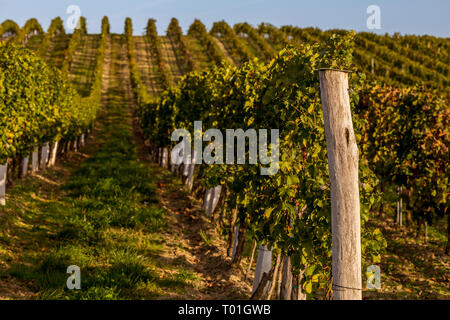 Des rangées de vignes sur les collines au-dessus du village de Dolni Dunajovice en Moravie du Sud Banque D'Images