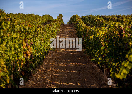 Des rangées de vignes sur les collines au-dessus du village de Dolni Dunajovice en Moravie du Sud Banque D'Images