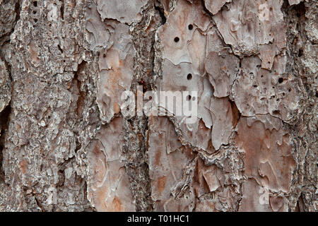 Macro-vision de l'écorce de pin avec texture détaillée Banque D'Images