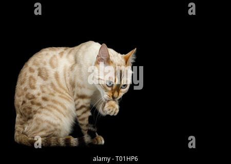 Lave Blanche Neige Bengal chat avec fourrure rosette assis et lécher paw isolées sur fond noir, side view Banque D'Images