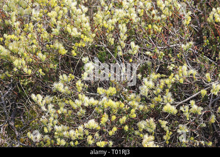 La floraison du saule rampant, Salix repens, dans une dune de mou sur l'île de Sylt de la mer du Nord Banque D'Images