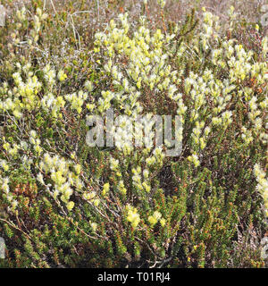 La floraison du saule rampant, Salix repens, dans une dune de mou sur l'île de Sylt de la mer du Nord Banque D'Images