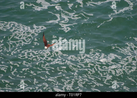 Brahminy Kite, Kerala, Inde Banque D'Images