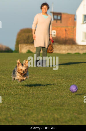 Ludique Cute Yorkshire Terrier pris en action sur les falaises au-dessus de vert Hunstanton sur North Norfolk Coast, East Anglia, Angleterre, Royaume-Uni. Banque D'Images