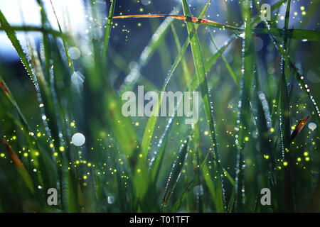 Résumé et magique de l'image vol Firefly dans l'herbe au crépuscule du temps. Concept de conte de fées Banque D'Images