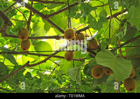 Kiwi fruits sur une branche, blured focus. Avec des branches et des feuilles. Jardin naturel au Monténégro. Banque D'Images