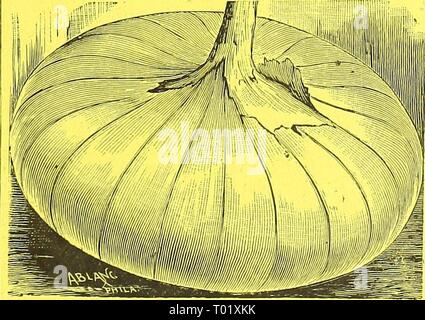 Dreer's garden calendrier pour 1888 . dreersgardencale1888henr Année : 1888 Melon d'eau de la Volga. Une fédération de melon, d'excellente qualité, parfaitement une forme sphérique, très productive, atteindre un poids moyen de 15 livres. Pour un usage privé il doit être cultivé en grande partie, comme il est de bon goût et l'aspect attractif. Les graines sont très petites et peu nombreuses. *Â Pkt., 15 cts. ; 2 pour 25 cts. ; oz., 50 cts. SILVER KING mammouth. La plus grande des oignons blanc italien. Elle atteint une taille énorme dans une saison à partir de graines, est de saveur douce, très attrayant en apparence, et l'un des meilleurs dossiers w Banque D'Images